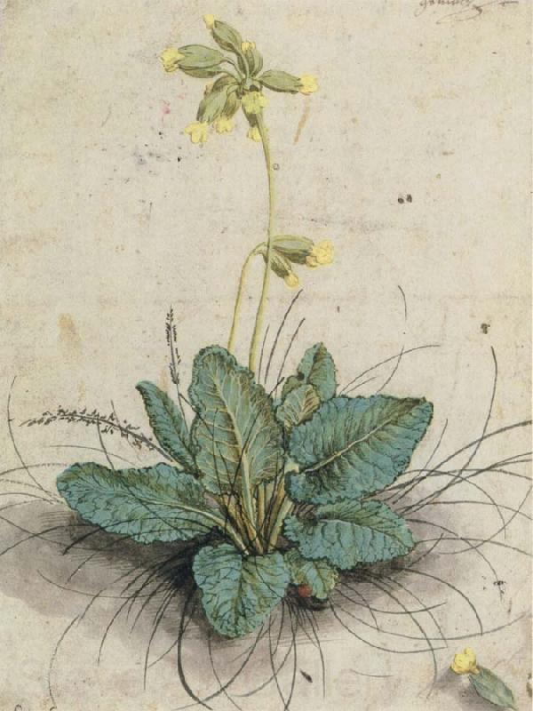 Lucas Cranach Cowslip with a Lady bug